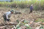 Chính phủ cho phép nhập khẩu đường của Hoàng Anh Gia Lai