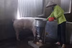 VIDEO: Lương 1,3 triệu đồng, giáo viên Hà Nội vất vả mưu sinh