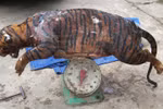 Bắt 2 đối tượng vận chuyển con hổ nặng 80kg về Hà Nội tiêu thụ
