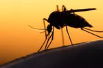 TP.HCM phát hiện thêm 6 trường hợp nhiễm Zika