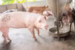 Nguy cơ mất trắng sản nghiệp từ cám có chất cấm 