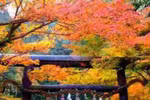 Tokyo bốn mùa và những sắc màu