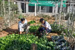 “Vườn trường của em” góp phần xây dựng trường học hạnh phúc