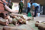 Khẩn trương điều tra mở rộng vụ án vận chuyển trái phép ngà voi vào Việt Nam