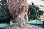 Gói trọn một vị ngon mang tên Phú Quốc