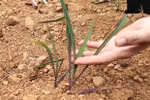 Bộ NN&PTNT đề nghị khẩn trương ứng phó nguy cơ hạn hán, xâm nhập mặn