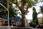 Nhìn sâu vào "gốc phượng" để tránh tổn thương nhau