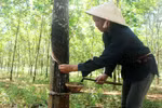 Trung Quốc giảm mua, giá mủ cao su rơi không phanh