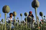 Mỹ thừa nhận thất bại trong cuộc chiến chống ma túy ở Afghanistan