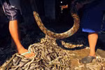Thâm nhập xưởng lột da rắn hổ mang, trăn may túi xách ở Indonesia