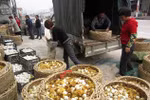 Dân Trung Quốc bán đổ bán tháo vịt con cho trại rắn