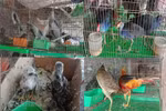 Thủ tướng chỉ thị dừng nhập khẩu động vật hoang dã