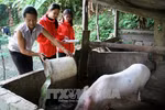 Kiện toàn Ban chỉ đạo Trung ương về giảm nghèo bền vững