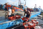 Đảm bảo không ảnh hưởng đến tháo gỡ “thẻ vàng” thủy sản