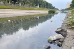 Người dân mong ngóng ngày sông Tô Lịch được "hồi sinh"