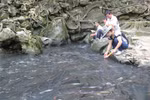 Khám phá “Suối cá thần” Cẩm Lương 