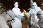 Biến thể H5N1 lây sang người qua hô hấp?