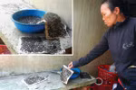 7 loại côn trùng nguy hiểm chắc chắn đang sống trong nhà bạn 