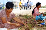 Nhiều người trồng hành tím ở Sóc Trăng bị mù mắt 