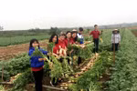 Nông nghiệp “chạy rông” và cuộc giải cứu tư duy