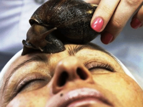 Ốc sên Helicidae giúp làm đẹp da - Ảnh EU Times Ốc sên Helicidae giúp làm đẹp da - Ảnh EU Times