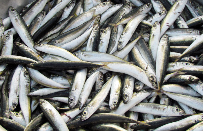 Những con cá nục tươi nguyên được ngư dân đánh bắt sau một đêm thả lưới.