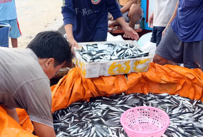 ...Cho cá về đầy khoang...