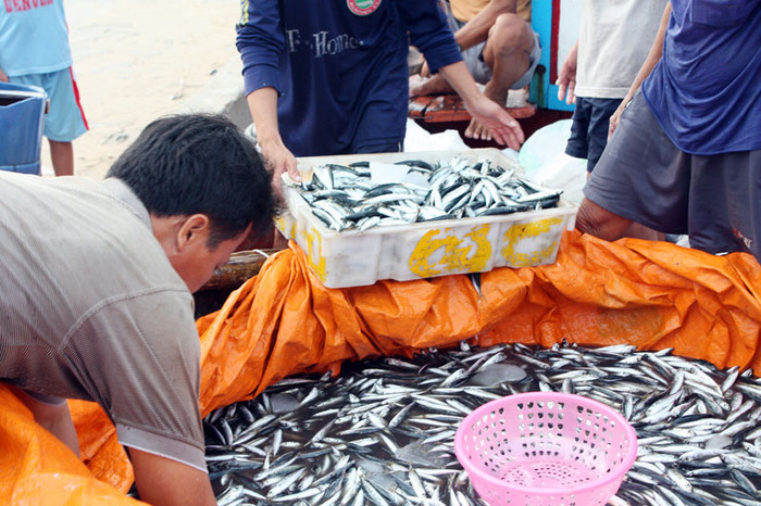 Tất cả cá bắt được đều cho vào trong một chiếc thuyền thúng cho tươi.