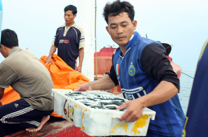 Sau khi rửa lại cho sạch, cá được cho vào những khay đựng hàng để chuyển lên bờ.