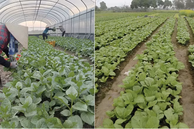 Hợp tác xã chuyển đổi số, sản xuất xanh hướng tới nông nghiệp an toàn và thân thiện môi trường