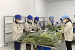 Hợp tác xã nông nghiệp tích cực ứng dụng chuyển đổi số giúp nâng cao giá trị nông sản