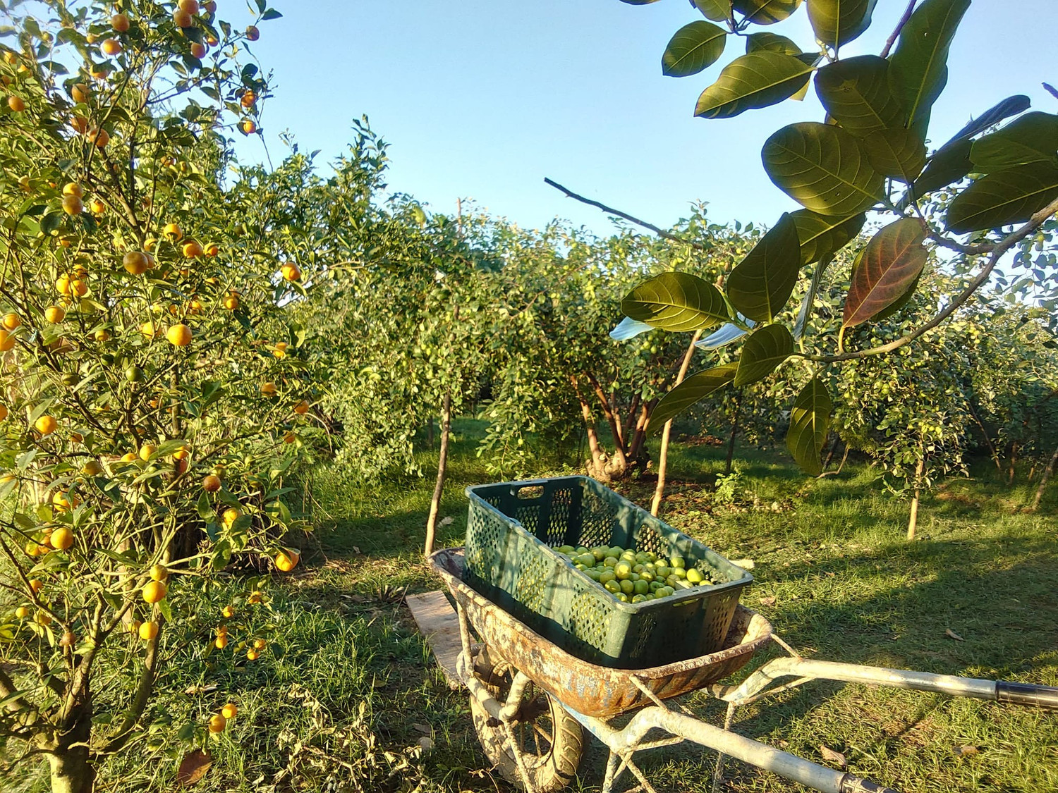 trong-tao-1.jpg