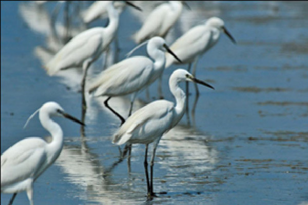 Cò bố, cò mẹ (trang 35) – đầu cò trống, cò mái như nhau cho loại cò này? Cò bố, cò mẹ (trang 35) – đầu cò trống, cò mái như nhau cho loại cò này?