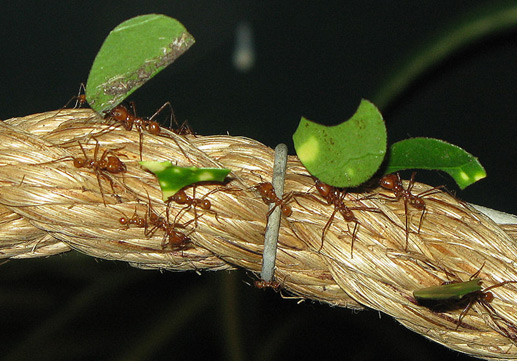 Kiến vàng làm tổ bằng lá xanh và tha mồi về tổ. Kiến vàng làm tổ bằng lá xanh và tha mồi về tổ.