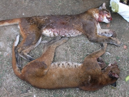 Hai cá thể nghi là loài báo lửa nằm trong danh mục nguy cấp cần được báo vệ đã bị bắn chết được dấu trên xe ô tô UN 6688 Hai cá thể nghi là loài báo lửa nằm trong danh mục nguy cấp cần được báo vệ đã bị bắn chết được dấu trên xe ô tô UN 6688