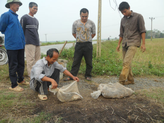 Theo lời các thương lái, chuột sau khi được thu gom sẽ được đưa lên các nhà hàng trên Hà Nội để chế biến thành các món đặc sản thịt chuột phục vụ thực khách.