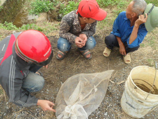 Mỗi buổi đi săn, một nhóm thợ săn chuột có thể săn được từ 10-15 kg chuột. Với giá bán từ 80-100 nghìn/kg, trung bình mỗi ngày, mỗi nhóm thợ săn chuột sẽ kiếm được tiền triệu cho mỗi buổi đi săn.