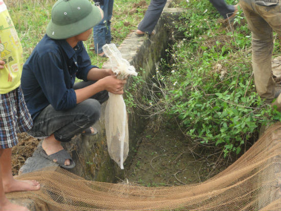Đào hang chuột...