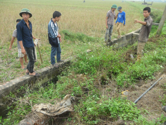 Hiện nay, trên những cánh đồng thuộc các xã Minh Đức, Kim Đường, Kim Bồng,...(Ứng Hòa, Hà Nội) đang bước vào mùa săn chuột đồng nên từng tốp, từng nhóm "thợ săn chuột" tỏa ra khắp từng bờ, từng bụi để "săn cu tí".