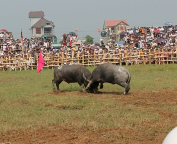 Một số chú trâu đã chủ động hất đối thủ lên để chiếm thế thượng phong. Một số chú trâu đã chủ động hất đối thủ lên để chiếm thế thượng phong.