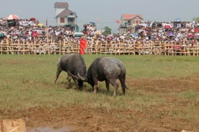 Năm nay có 24 chú trâu tham gia tranh tài. Năm nay có 24 chú trâu tham gia tranh tài.