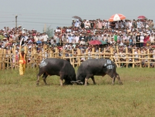 Lễ hội chọi trâu năm nay được tổ chức trong hai ngày 13 và 14/10 tại sân vận động xã Nghi Thái, huyện Nghi Lộc, Nghệ An Lễ hội chọi trâu năm nay được tổ chức trong hai ngày 13 và 14/10 tại sân vận động xã Nghi Thái, huyện Nghi Lộc, Nghệ An