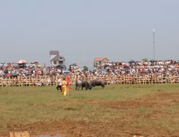 Từ tờ mờ sáng đã có hàng ngàn người dân đến xem và cổ vũ cho các cặp trâu tranh tài. Từ tờ mờ sáng đã có hàng ngàn người dân đến xem và cổ vũ cho các cặp trâu tranh tài.