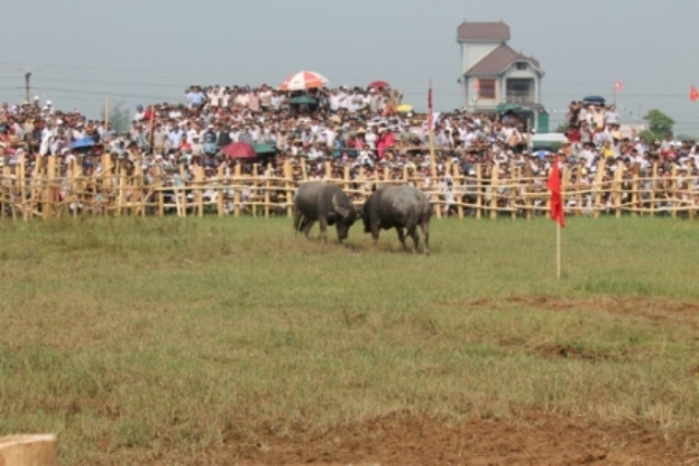 Tuy nhiên nhiều "trâu chiến" không dễ dàng bỏ cuộc Tuy nhiên nhiều "trâu chiến" không dễ dàng bỏ cuộc