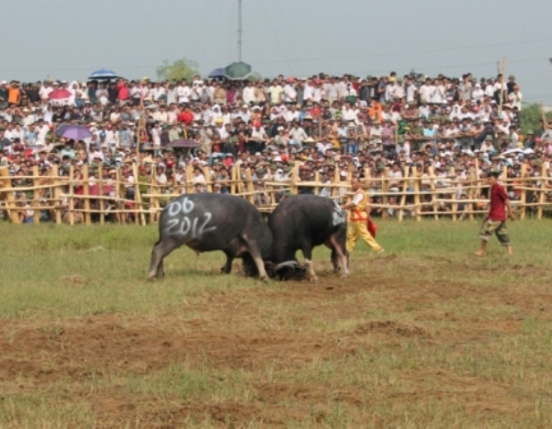 Một số "trâu chiến" lại lựa đòn để tìm sơ hở của đối thủ Một số "trâu chiến" lại lựa đòn để tìm sơ hở của đối thủ