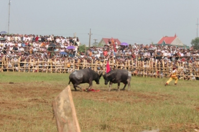 Các chú trâu được chủ dắt vào sân và bắt đầu thăm dò đối thủ... Các chú trâu được chủ dắt vào sân và bắt đầu thăm dò đối thủ...