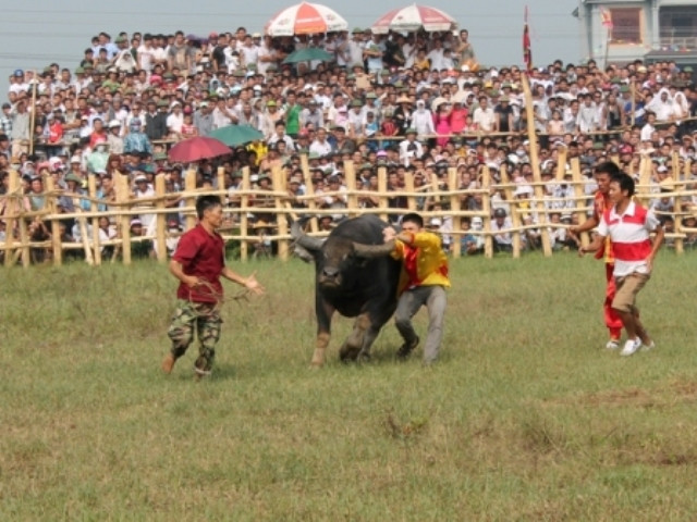 ... để tóm gọn những chú trâu thua cuộc bỏ chạy và ngăn cản sự hung hãn của những chú trâu thắng cuộc ... để tóm gọn những chú trâu thua cuộc bỏ chạy và ngăn cản sự hung hãn của những chú trâu thắng cuộc