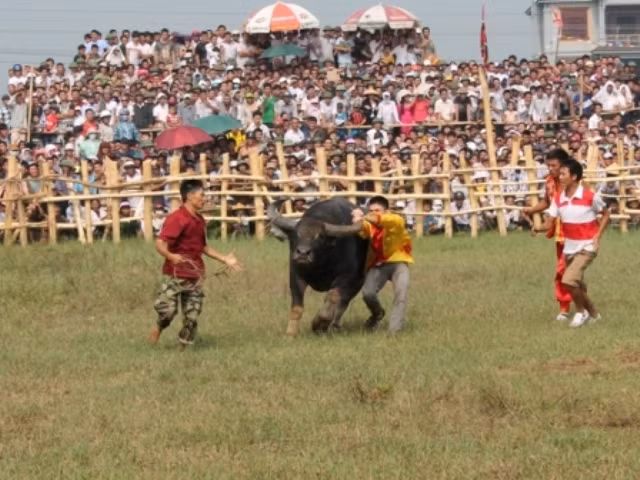 ... để tóm gọn những chú trâu thua cuộc bỏ chạy và ngăn cản sự hung hãn của những chú trâu thắng cuộc ... để tóm gọn những chú trâu thua cuộc bỏ chạy và ngăn cản sự hung hãn của những chú trâu thắng cuộc