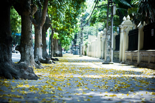 Lá sấu rụng nhiều nhất ở dọc các phố Trần Phú, Phan Đình Phùng, Điện Biên Phủ, Lý Nam Đế... Lá sấu rụng nhiều nhất ở dọc các phố Trần Phú, Phan Đình Phùng, Điện Biên Phủ, Lý Nam Đế...