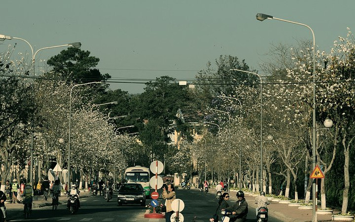 Thơ mộng với sắc hoa ban trắng, tinh khiết, đường Trần Phú ( Đà Lạt) hút hồn các thi sĩ và những đôi bạn trẻ. Thơ mộng với sắc hoa ban trắng, tinh khiết, đường Trần Phú ( Đà Lạt) hút hồn các thi sĩ và những đôi bạn trẻ.